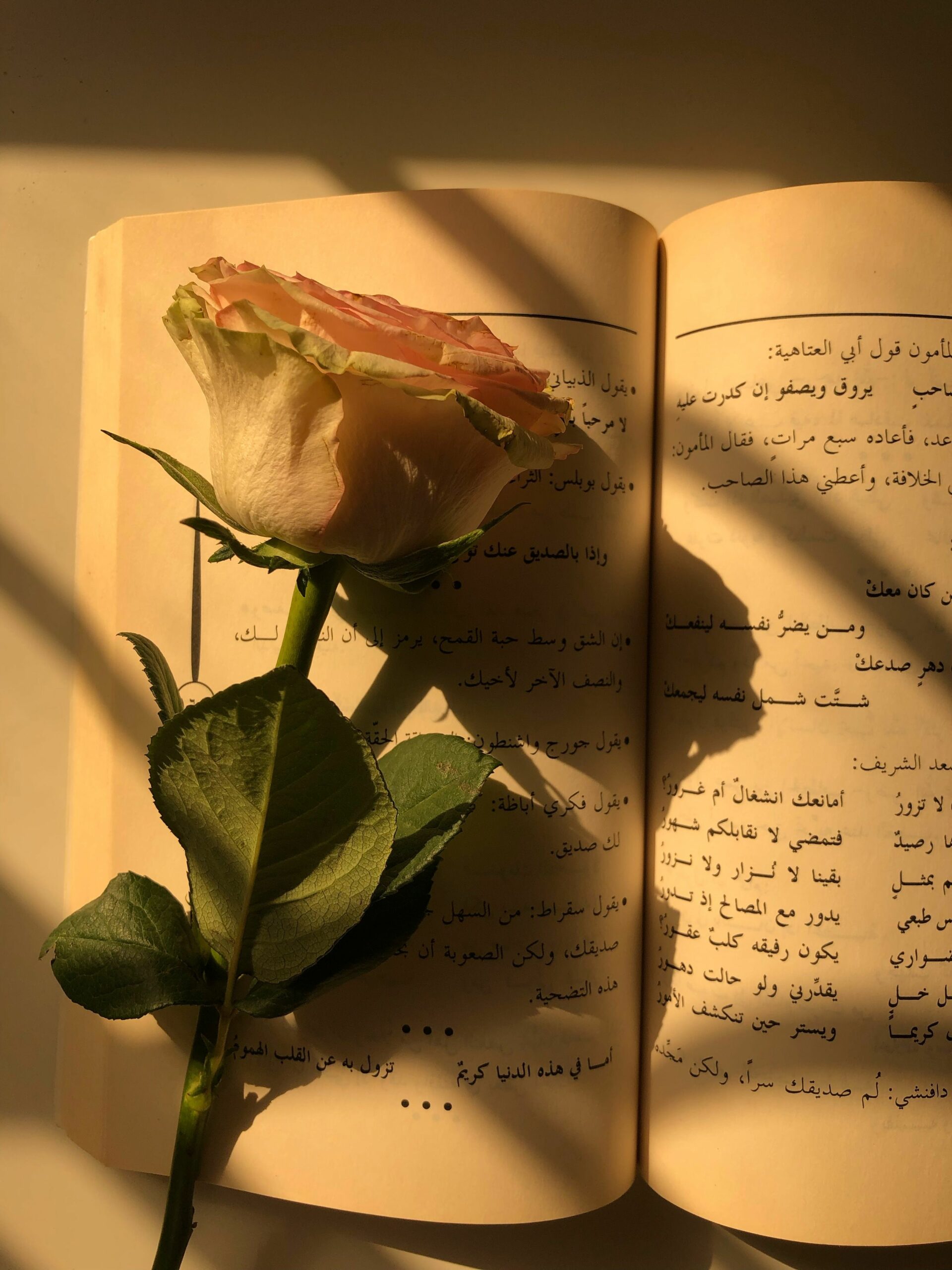 Rose rouge